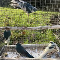 Perruches kakariki bleu #1