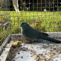 Perruches kakariki bleu #2