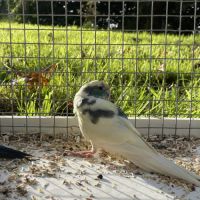 Perruches kakariki bleu