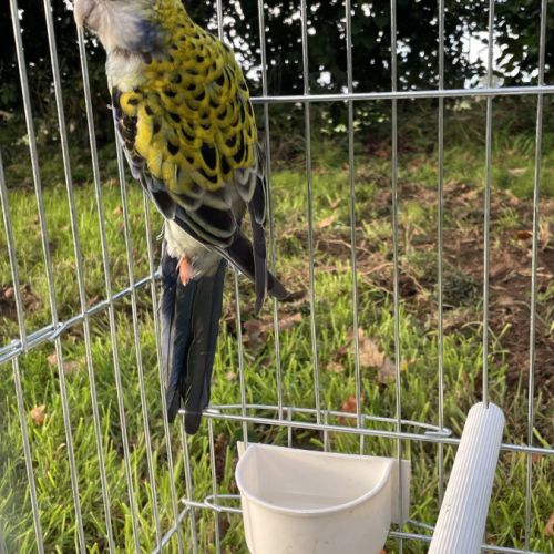 Perruche palliceps #2