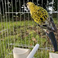 Perruche palliceps #1