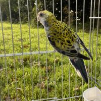 Perruche palliceps #0