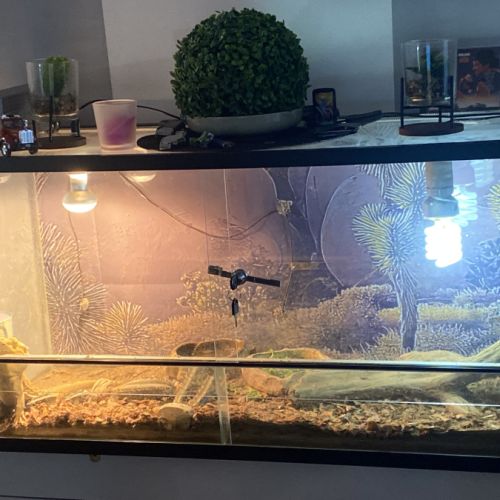 Vend pogona mâle #1