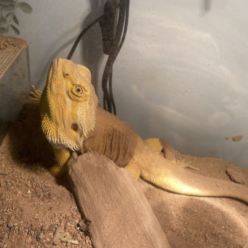 Vend pogona mâle #2