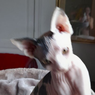 Chaton sphynx loof #0