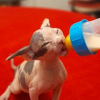 À reserver chaton sphynx loof