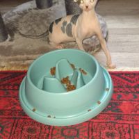 Chaton sphynx loof