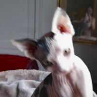 Chaton sphynx loof