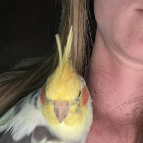 2 mâle calopsitte à confier