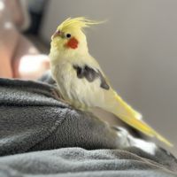 2 mâle calopsitte à confier #1