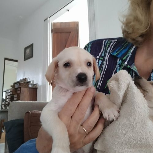 Eva un amour sur pattes