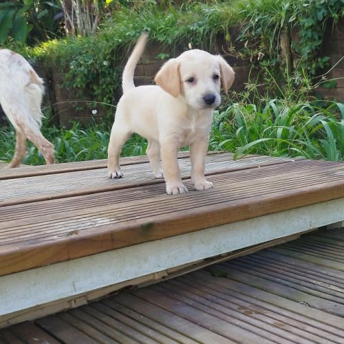 Eva un amour sur pattes #2