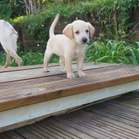 Eva un amour sur pattes #2