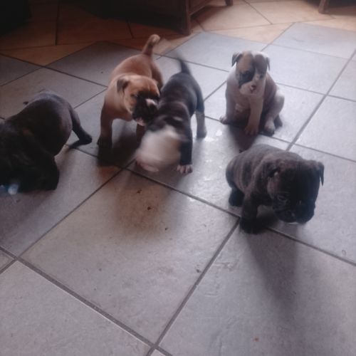 A réserver 5 chiots bulldog continental #2