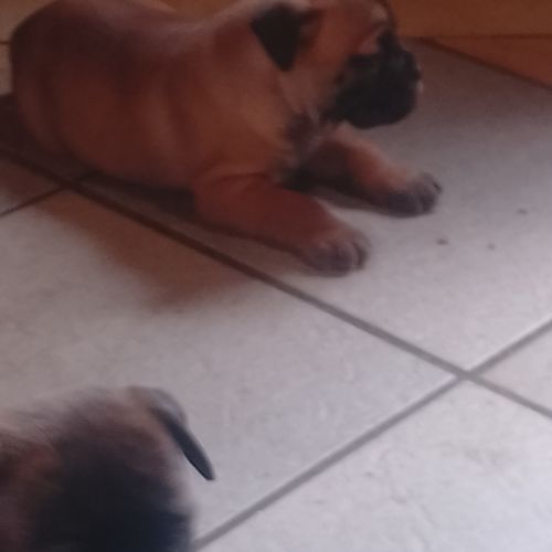 A réserver 5 chiots bulldog continental
