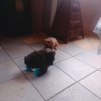 A réserver 5 chiots bulldog continental #1