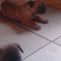A réserver 5 chiots bulldog continental #0