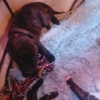 A réserver 5 chiots bulldog continental #5