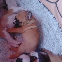 A réserver 5 chiots bulldog continental #7