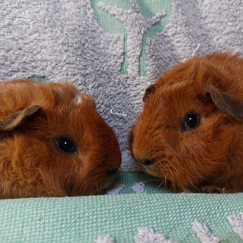 Jeunes cochons d'inde males