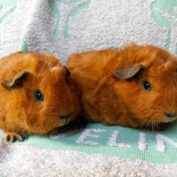 Jeunes cochons d'inde males #1