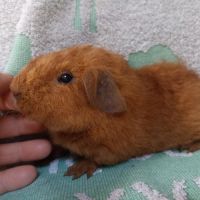 Cochon d'inde porteur skinny