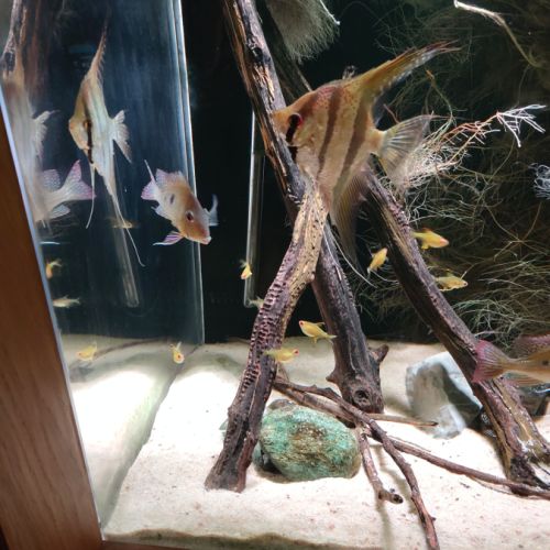 Scalaire, geophagus, l333 #3