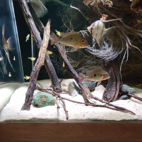 Scalaire, geophagus, l333 #4