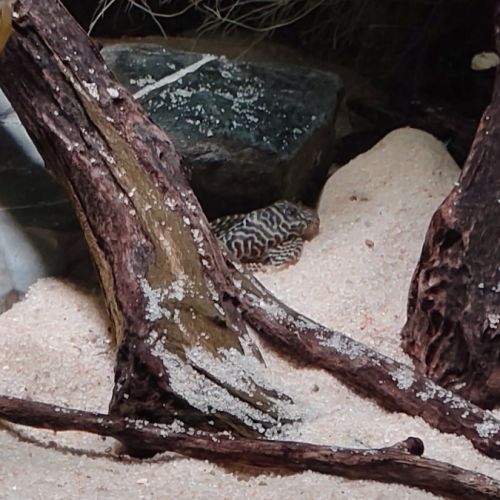 Scalaire, geophagus, l333 #5