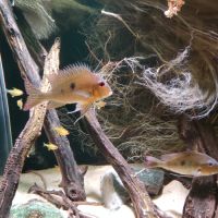 Scalaire, geophagus, l333 #1