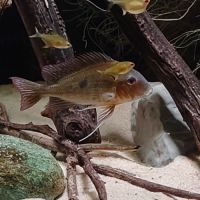 Scalaire, geophagus, l333