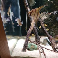 Scalaire, geophagus, l333 #3