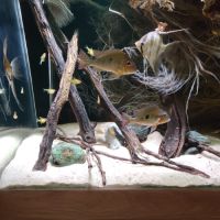 Scalaire, geophagus, l333 #4