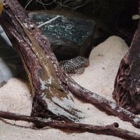 Scalaire, geophagus, l333 #5