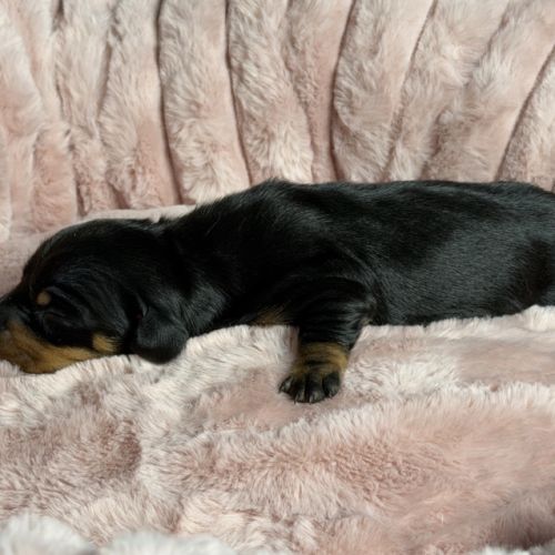 Magnifiques chiots teckels nains à réserver #2