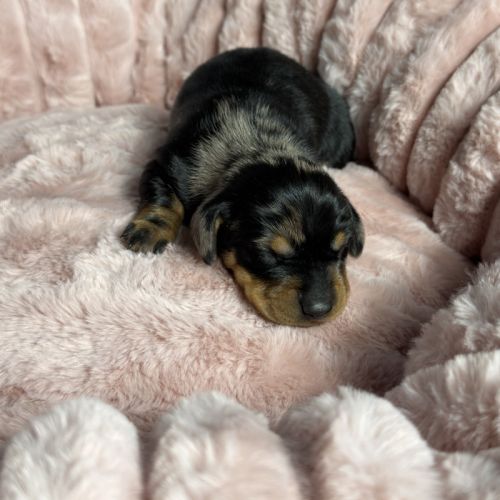 Magnifiques chiots teckels nains à réserver #5