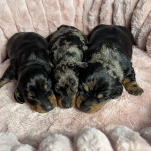 Magnifiques chiots teckels nains à réserver