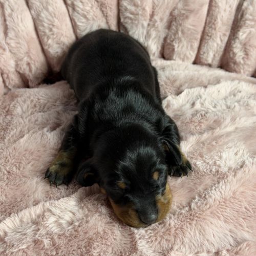 Magnifiques chiots teckels nains à réserver #9