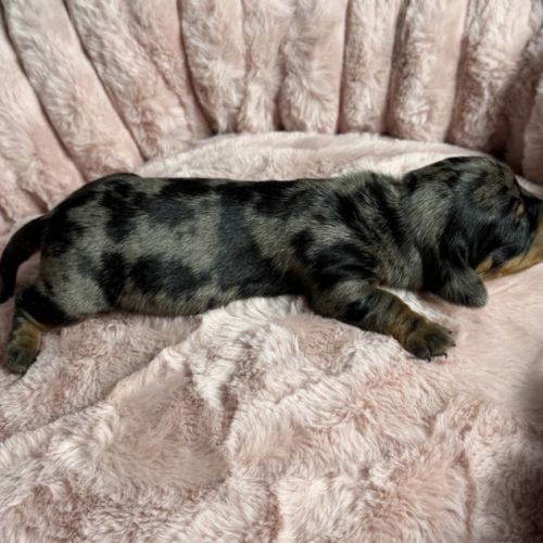 Magnifiques chiots teckels nains à réserver #10