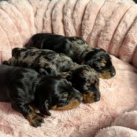 Magnifiques chiots teckels nains à réserver #1