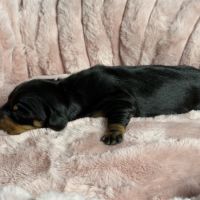 Magnifiques chiots teckels nains à réserver #2