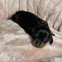 Magnifiques chiots teckels nains à réserver #3