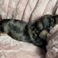 Magnifiques chiots teckels nains à réserver #4