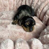 Magnifiques chiots teckels nains à réserver #5