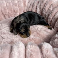 Magnifiques chiots teckels nains à réserver #6