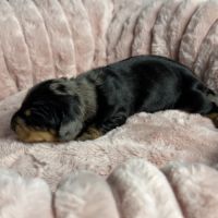 Magnifiques chiots teckels nains à réserver #7