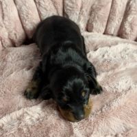 Magnifiques chiots teckels nains à réserver #9