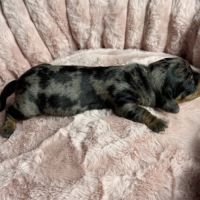 Magnifiques chiots teckels nains à réserver #10