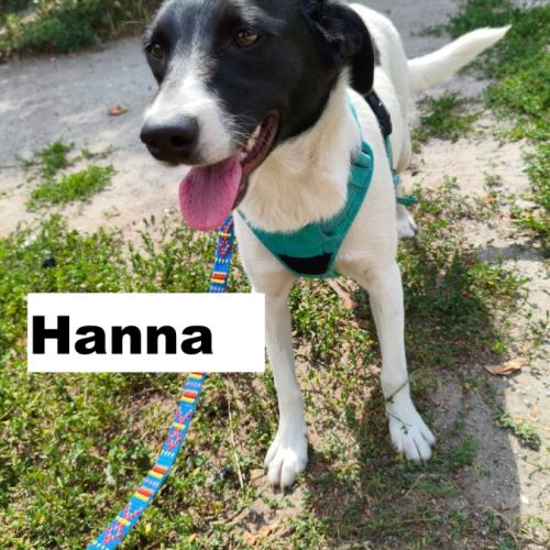 A adopter hanna se trouve dans un refuge ukraine #2