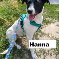 A adopter hanna se trouve dans un refuge ukraine